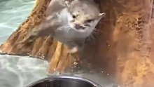 这么可爱的水獭怎么忍心不给鱼呢