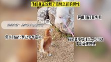 暖心的一幕，小柴犬教失明狗狗下台阶，一个耐心一个勇敢坚强！