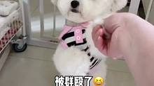 #我家毛孩子 #萌宠日常记录 哈哈哈，这小孩装B没装成，被群殴了心疼貔貅三分钟