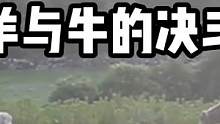 羊勇气挺足的。 #搞笑 #搞笑配音 #搞笑视频 #搞笑段子 #专治不开心 #爆笑 #热点 #搞笑我是