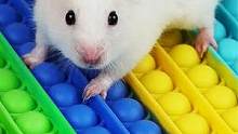 小仓鼠闯迷宫 它太饿了要逃离宠物监狱 在彩虹迷宫中寻找美食 #萌宠 #仓鼠 #仓鼠日常 #儿童