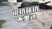 说扔就扔，不墨迹。#鳄珍 #鳄鱼 #鳄鱼养殖场