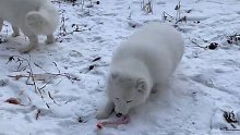 该男子成功地把一群白狐投喂成了萨摩耶