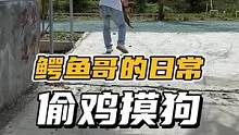“偷鸡摸狗”#鳄珍 #鳄鱼 #日常vlog