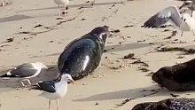 受伤的海狮惨遭海鸟的围攻