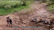 狗剩子自不量力战老虎