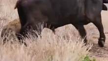 水牛被鬣狗包围，太无助了#野生动物零距离 #神奇动物在抖音 #动物世界 #精彩片段 #鬣狗 