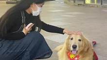 你只要摸了它一下，它自认为就是你的狗了。#金毛大暖男 #狗子的幸福