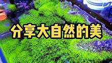 草皮养好了也是挺不错的！#海水鱼珊瑚 #海缸日记 #海缸记录 #玻璃缸中的大自然 #养鱼日记 