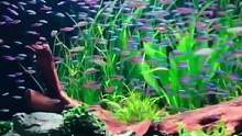 5000条宝莲灯带来的群游震撼#养鱼日记 #南美缸 #南美缸造景 #水草造景 #造景鱼缸