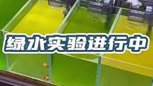 真的有人喜欢鱼缸里的水绿成这样吗？请说出你们的理由#鱼缸水发绿 #鱼缸绿水 #绿水