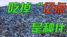在印度一顿饭吃掉“亿点”小鱼是种什么体验？心智不坚的人很难看下去！ #印度美食 