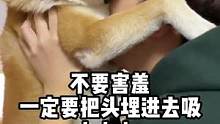 今天教大家正确的吸狗方式#柴犬 #铲屎官的乐趣 #乐歌学习桌