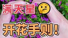 满天星开花手则～#爱生活爱养花 #花卉绿植 #养花人 #满天星