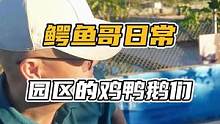 园区的鸡鸭鹅们#鳄珍 #鳄鱼 #日常vlog