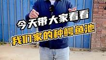 今天带大家看看我们家的种鳄鱼池#鳄珍 #鳄鱼