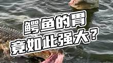 鳄鱼的胃竟如此强大？#鳄珍 #鳄鱼 #鳄鱼养殖场