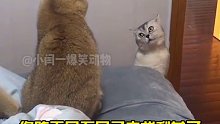 猫：到头来，我却只是个备胎