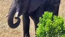 大象驱赶花豹#动物世界 #精彩片段 #大象 #花豹 #万物皆有灵性 