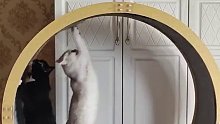 当两只猫一起玩跑步机