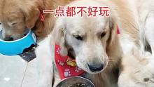 以前每次吃饭都是要被我扇两巴才会吃的，现在放下去马上就吃了，一点也不好玩#家有馋狗 #宠物吃货