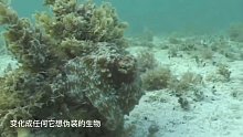 水下拍摄拟态章鱼伪装全过程