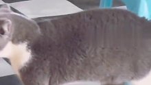 猫咪被主人不慎踩到，瞬间开启“骂骂咧咧”模式