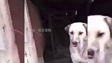 狗子：你以为我是二哈？信不信我咬你？
