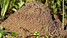 雨中的蚁窝。蚂蚁