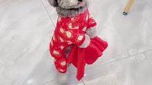 19.9的宠物新年装便宜又好看！小欢欢穿上了新年装提前祝大家新年快乐！