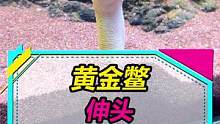 黄金鳖：我的脖子可长可短！