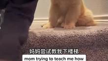 教笨蛋#小狗 下楼梯，后面怎么还恼羞成怒了呀！！！