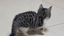 #猫步走起来 这猫扭哒扭哒的也太可爱了吧[awsl]