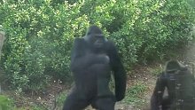当大猩猩遇上下雨…这反应很人类了