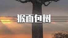 你知道猴面包树到底有多神奇吗？它被称为非洲圣树，能吃能喝还能当房子住！#猴面包树 #植物科普 #大自