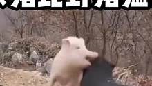 野猪战斗力不行啊 #动物成精 #萌宠 #奇妙的动物 #动物 #动物的迷惑行为 #爆笑 #搞笑 #搞笑