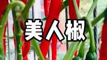 #辣椒种植 在家种一颗美人椒，密密麻麻辣味十足#家庭种植 #蔬菜种植 #辣椒 #辣椒种植