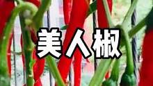 #辣椒种植 在家种一颗美人椒，密密麻麻辣味十足#家庭种植 #蔬菜种植 #辣椒 #辣椒种植