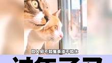 过年了又是前程四紧? #动物的迷惑行为 #治愈猫咪 #搞笑动物配音 #四川方言搞笑视频 #上热门