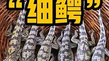 行不行啊“细鳄” #美食  #搞笑  #鳄鱼 