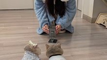让我家猫咪帮我录一段视频，其实是在拍它们的反应