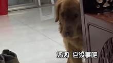 #狗子被修猫整无语了 就这小胆量···？