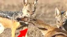 羚羊被胡狼锁喉！真是想逃都难啊 #动物世界
