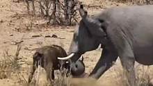 盘点那些被大象欺负的动物，最后一个太现实了#野生动物零距离 #神奇动物在抖音 #动物世界 #精彩片段