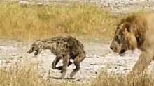 雄狮拉着鬣狗游街示众#野生动物零距离 #神奇动物在抖音 #动物世界 #精彩片段 