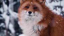 冬季美丽动人的狐狸 
#探纪自然