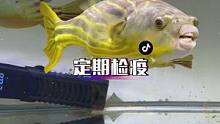 养鱼定期检疫是非常重要的，我的鱼儿一直很健康#河豚 #斑马狗头 #皇冠狗头