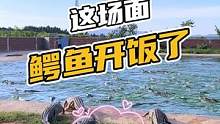 这场面，鳄鱼开饭了！#鳄珍 #鳄鱼#鳄珍鳄鱼养殖基地