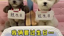 #宠物吃货 #我家毛孩子 哈哈哈，昨晚两个急性子吃货非要过生日咱家现在没有蛋糕，只有馒头啊