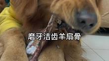 回购好多次的羊扇骨，磨牙又洁齿还能打发时间防止拆家#萌宠好物
